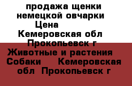 продажа щенки немецкой овчарки › Цена ­ 4 000 - Кемеровская обл., Прокопьевск г. Животные и растения » Собаки   . Кемеровская обл.,Прокопьевск г.